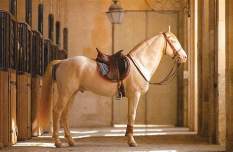 maglioni hermes|hermes saddles.